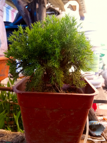 Cây tùng bồng lai