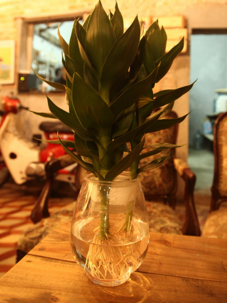 Cây thần tài búp sen